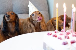 Long-Haired Dachshund